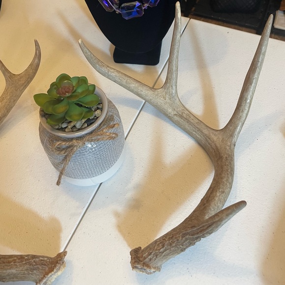 🦌5x4 Matching whitetail antler set - Picture 4 of 8